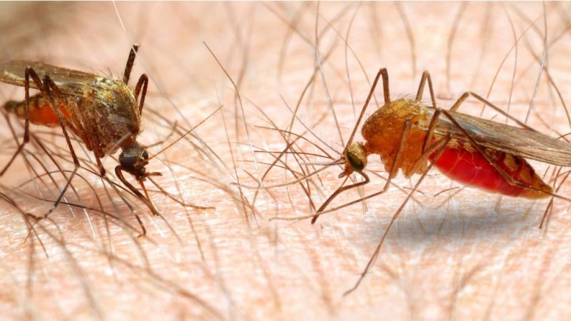 Perdakhi Latih Kader Kampung Mimika Eliminasi Malaria