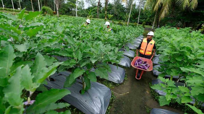 Hasil Penelitian Unipa Ungkap Manfaat Ekstrak Tailing PTFI bagi Peningkatan Produksi Pangan Lokal