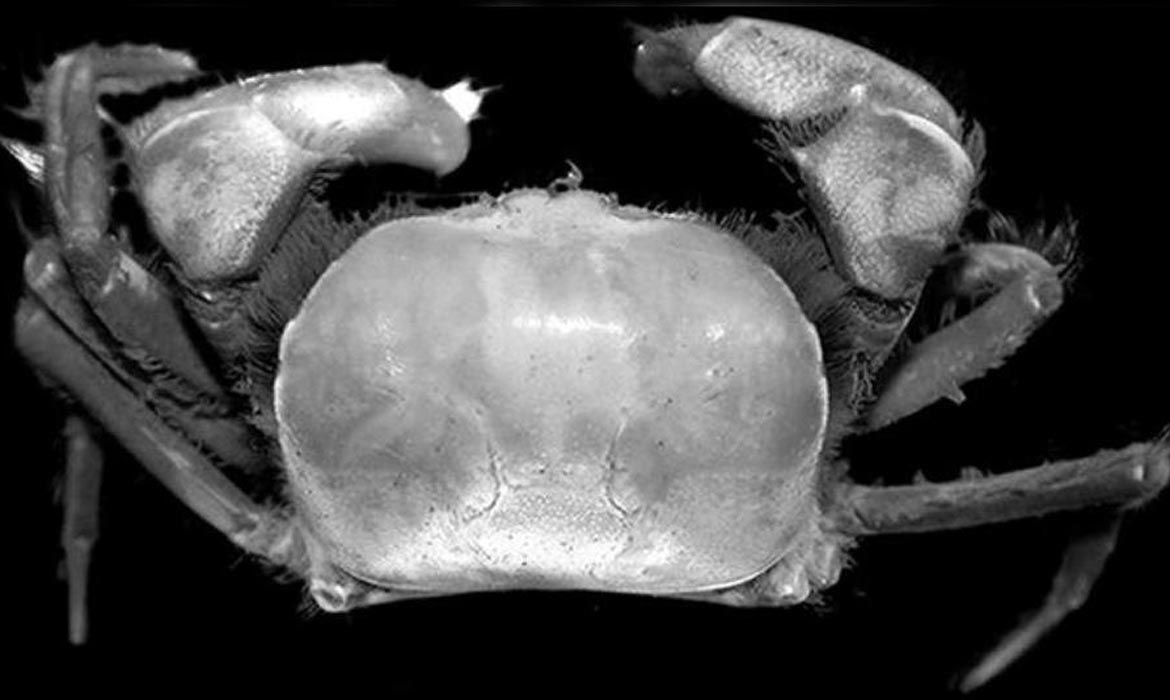 Penemuan 2 Spesies Kepiting Baru di Area Kerja PT Freeport Indonesia Perkaya Keanekaragaman Hayati Papua