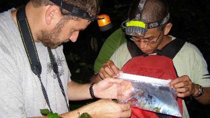Spesies Katak Baru Ditemukan di Area PT Freeport Indonesia,  Menambah Keanekaragaman Hayati Papua