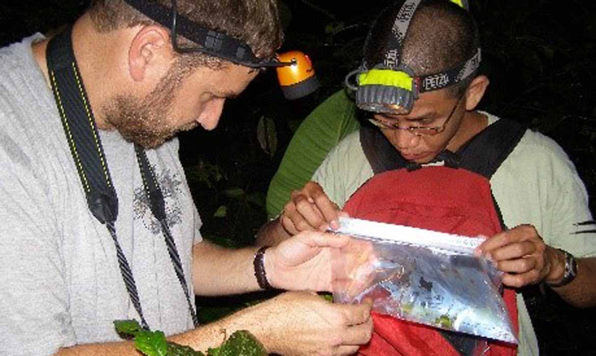 Spesies Katak Baru Ditemukan di Area PT Freeport Indonesia,  Menambah Keanekaragaman Hayati Papua