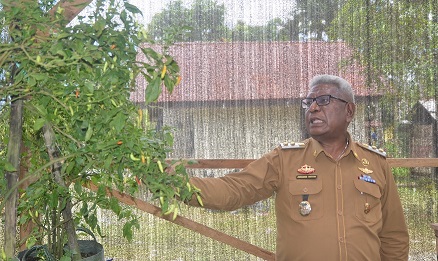 Harga Mahal Dan Datangkan Dari Luar, Wabup Jhon Rettob Canangkan Warga Mimika Menanam Cabe