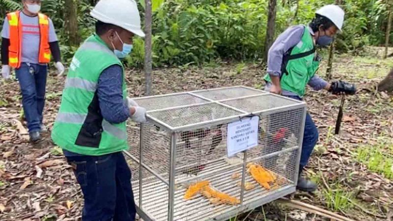 Freeport Bersama BBKSDA Papua Kembalikan 15 Ekor Burung Kasturi Kepala Hitam ke Habitat Alam