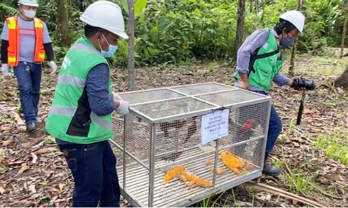 Freeport Bersama BBKSDA Papua Kembalikan 15 Ekor Burung Kasturi Kepala Hitam ke Habitat Alam