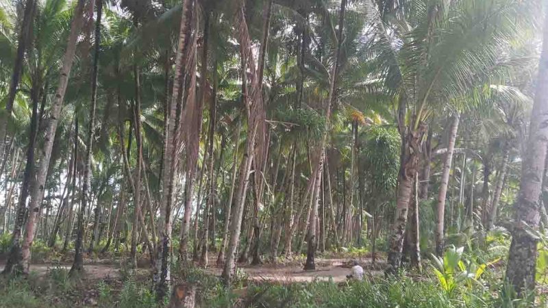 Produksi Kelapa Kering Kampung Atuka 30.000 Buah per Bulan