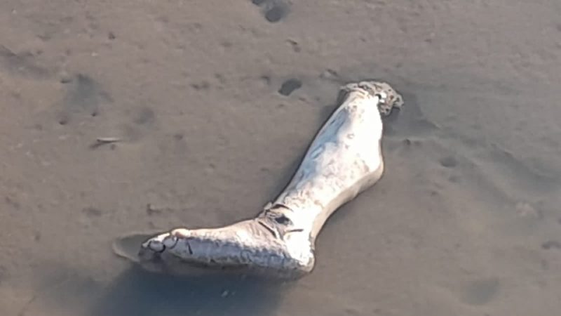 Penemuan Potongan Kaki Manusia di Pomako, Polisi Telah Lakukan Olah TKP