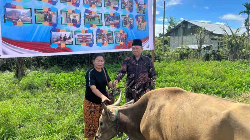 Idul Adha : Pemda Sumbang 15 Ekor Sapi, Keluarga John Rettob Sumbang Lewat Baznas