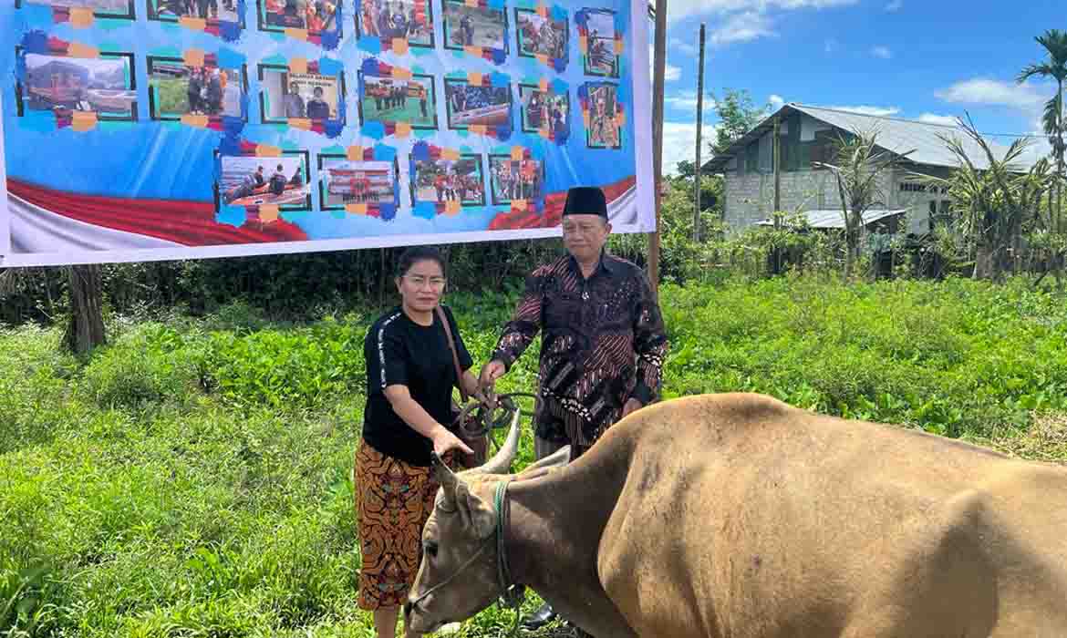 Idul Adha : Pemda Sumbang 15 Ekor Sapi, Keluarga John Rettob Sumbang Lewat Baznas