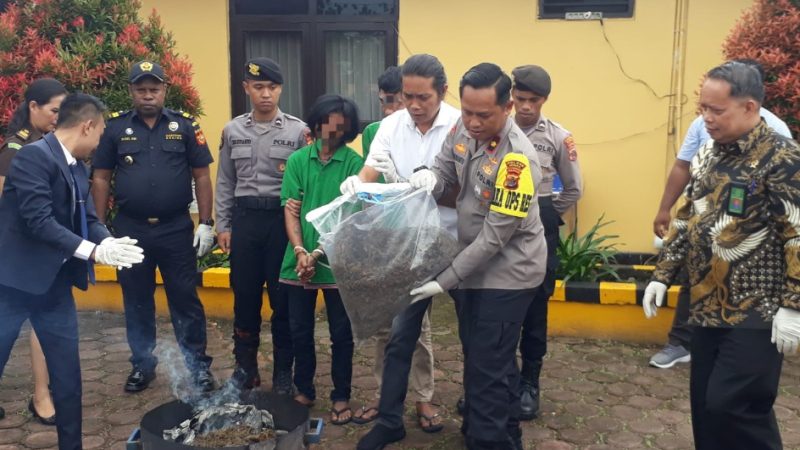Ribuan Gram Ganja Bernilai Ratusan Juta Dimusnahkan Polres Mimika