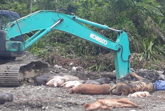 Peternak Rugi Puluhan Miliar Akibat Virus ASF