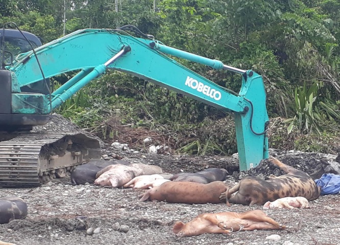 Peternak Rugi Puluhan Miliar Akibat Virus ASF