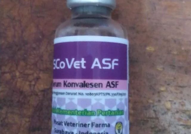 Dinas Peternakan Datangkan 5.000 Serum Konvalesen Cegah Virus ASF