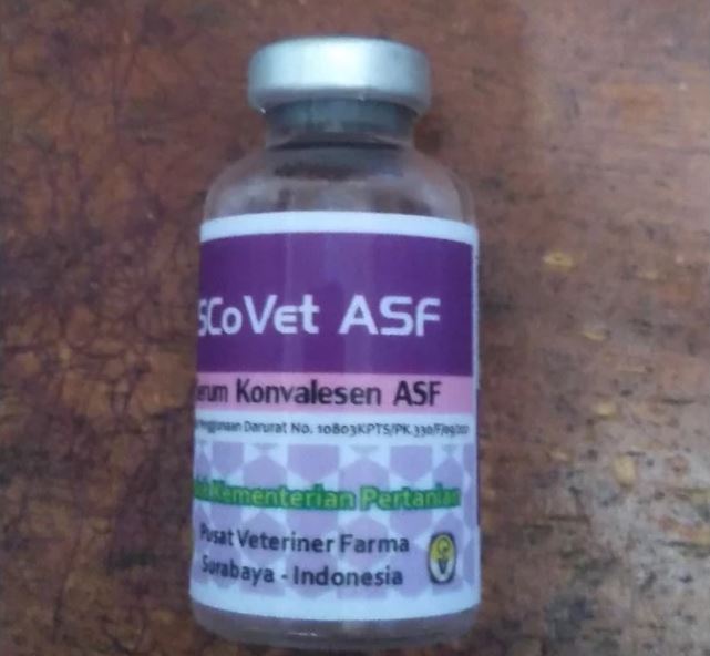 Dinas Peternakan Datangkan 5.000 Serum Konvalesen Cegah Virus ASF