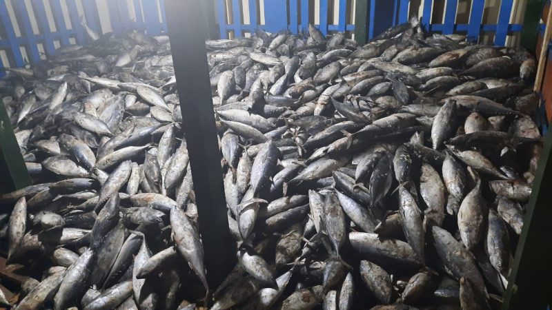 Kapal Asal Jakarta Beserta Delapan Ton Ikan Disita Oleh Dinas Perikanan Kabupaten Mimika 