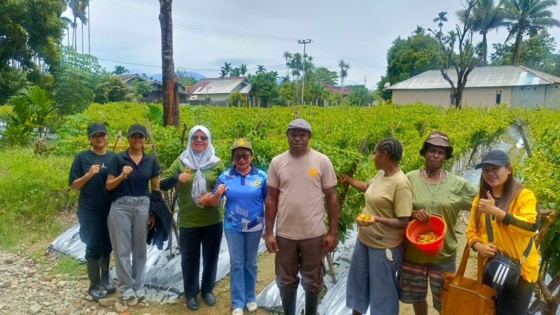 Pemkab Mimika Dorong Ketahanan Pangan melalui Cabai Rawit Petani OAP