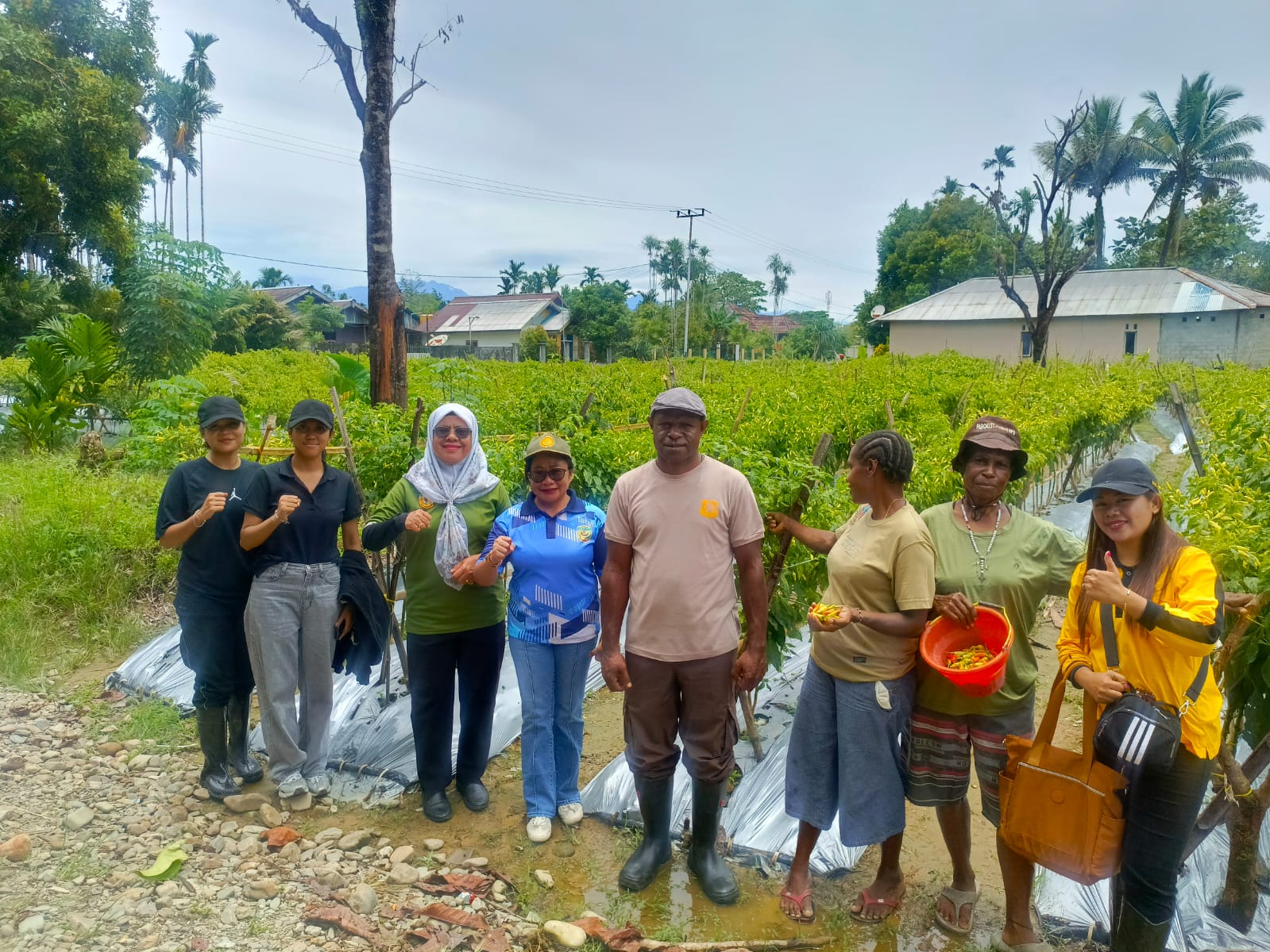 Pemkab Mimika Dorong Ketahanan Pangan melalui Cabai Rawit Petani OAP