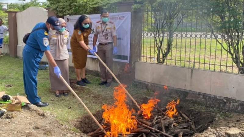 Sapi Tanpa Dokumen Dimusnahkan, Karantina Papua Tengah Tegaskan Komitmen Cegah Penyakit Hewan