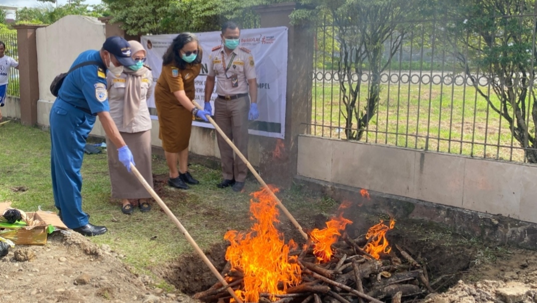 Sapi Tanpa Dokumen Dimusnahkan, Karantina Papua Tengah Tegaskan Komitmen Cegah Penyakit Hewan