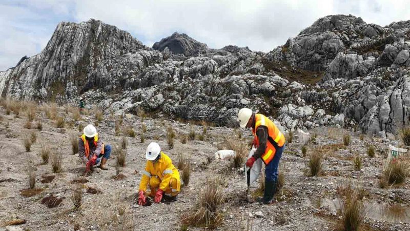 Upaya PTFI Merestorasi Lahan Eks Tambang Terbuka Grasberg Terima Dukungan dari Berbagai Pakar Lingkungan   