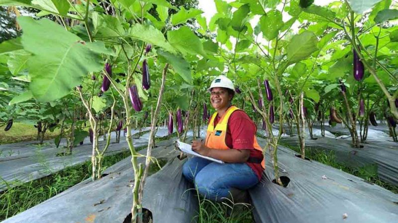 PTFI dan UNIPA Manfaatkan Lahan Tailing untuk Hasilkan Variasi Pangan Berkualitas yang Aman Dikonsumsi