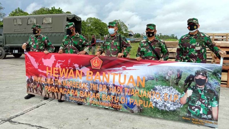 Pesawat Hercules Angkut 59 babi Bantuan Panglima TNI ke Timika