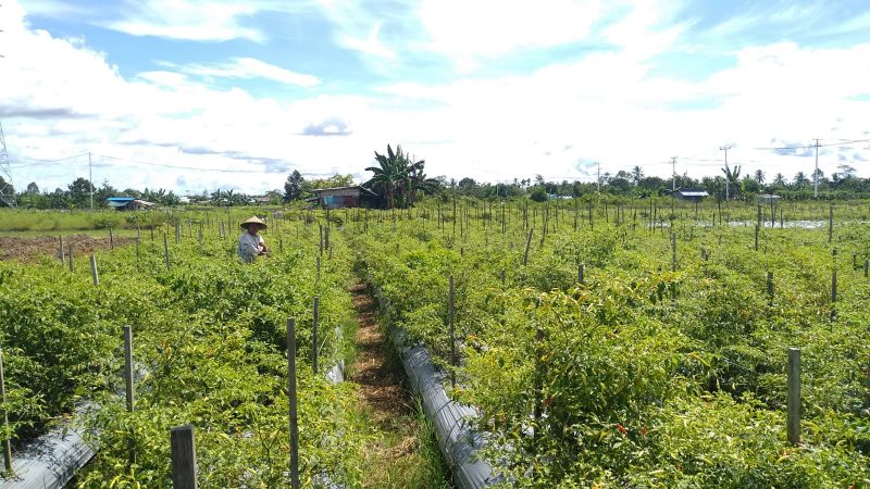 Harga Cabai Rawit di Timika Turun Drastis