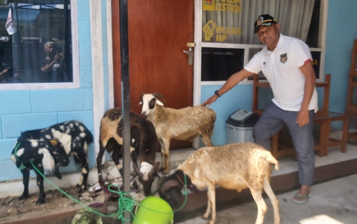 Nurman Karupukaro Sumbang 4 Ekor Kambing dan 1 Ekor Sapi di Hari Raya Idul Adha