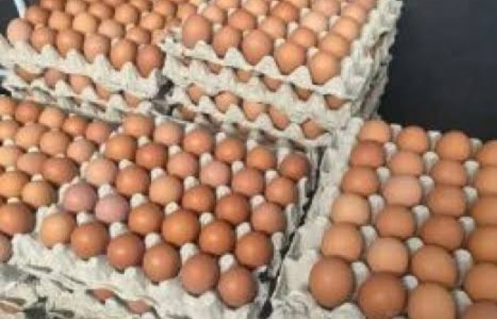 Tekan Lonjakan Harga Telur Ayam, Dewan Dukung Langkah Disnak Keswan & HIPUKAMI Mimika