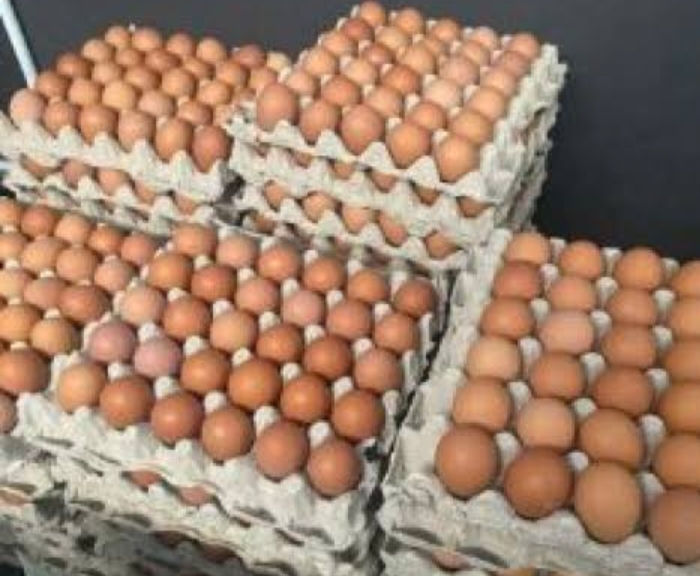 Tekan Lonjakan Harga Telur Ayam, Dewan Dukung Langkah Disnak Keswan & HIPUKAMI Mimika