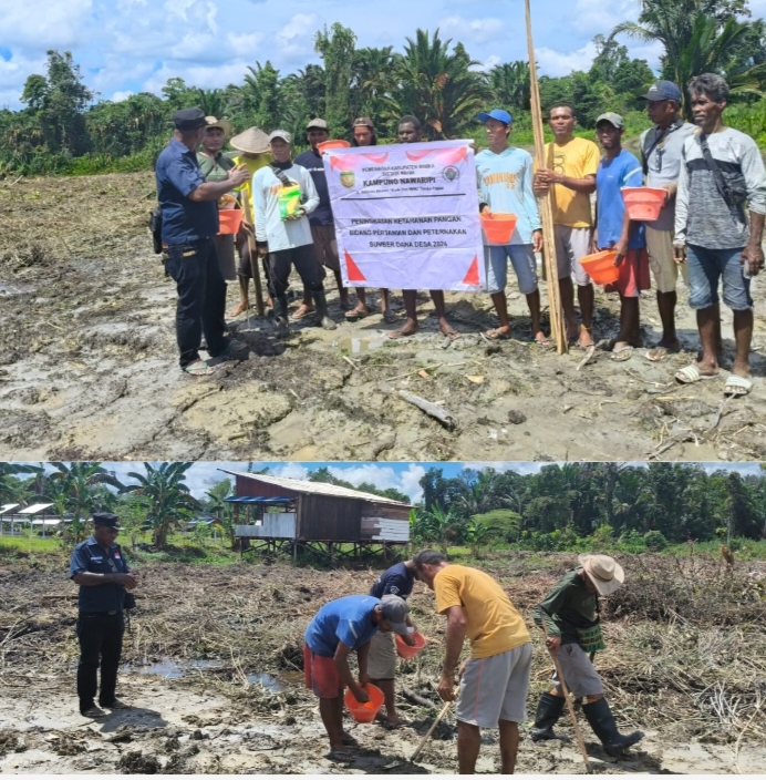 Tingkatkan Ketahanan Pangan, Kampung Nawaripi Galakkan Tanam Jagung