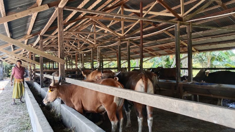 Jelang Idul Adha, Harga Sapi Kurban di Timika Tembus 40 Juta Rupiah