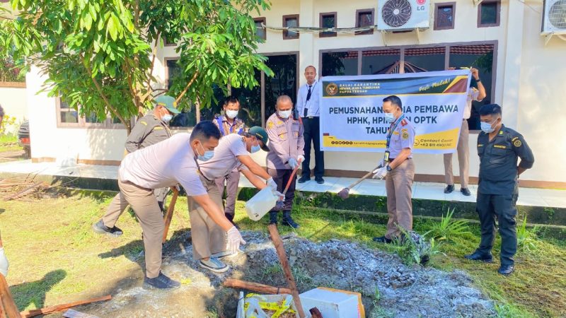 Tidak Miliki Dokumen Resmi, Barantin Papua Tengah Musnahkan 60 kg Daging Babi Segar