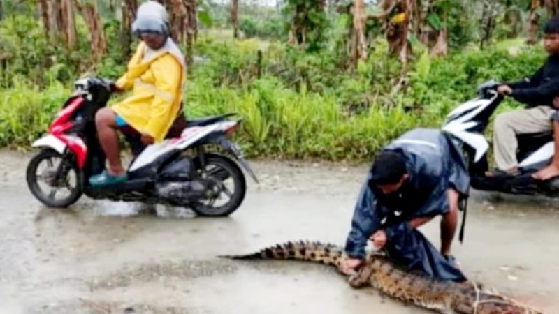 Penemuan Buaya di Lahan Pertanian Bikin Geger, Warga Diimbau Waspada
