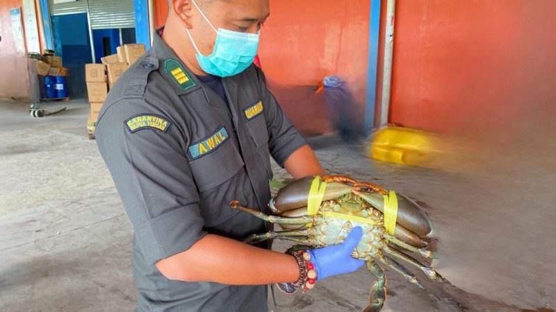 Sebelum Dikirim ke Singapura, 2.580 Kepiting Hidup Diperiksa Karantina Papua Tengah 