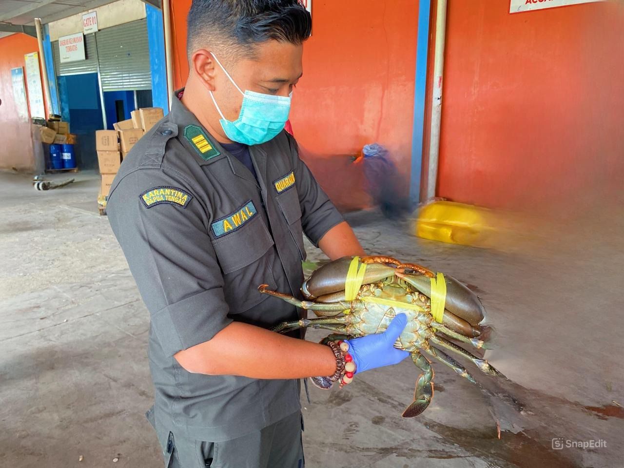 Sebelum Dikirim ke Singapura, 2.580 Kepiting Hidup Diperiksa Karantina Papua Tengah 