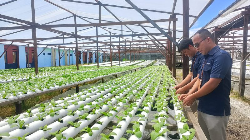 Lewat Hidroponik, SATP YPMAK Latih Pelajar Berpikir Kritis dan Mandiri