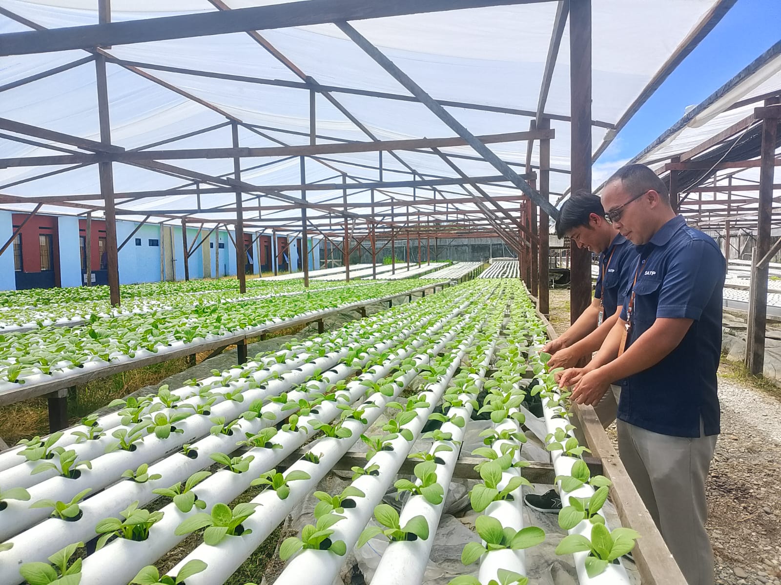Lewat Hidroponik, SATP YPMAK Latih Pelajar Berpikir Kritis dan Mandiri