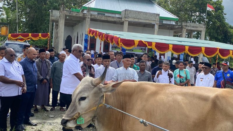 Sambut Idul Adha, Pemprov Papua Tengah dan Pemkab Mimika Serahkan Puluhan Sapi Kurban untuk Masyarakat