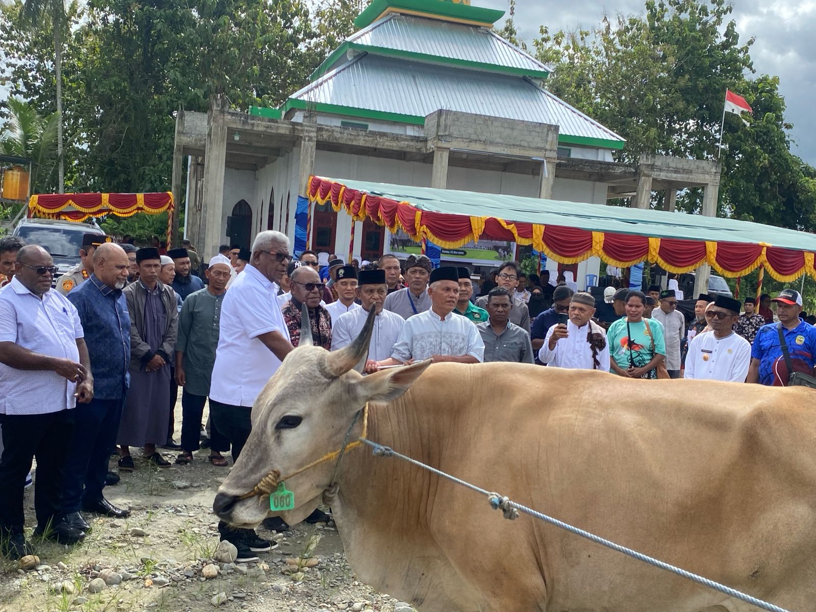 Sambut Idul Adha, Pemprov Papua Tengah dan Pemkab Mimika Serahkan Puluhan Sapi Kurban untuk Masyarakat
