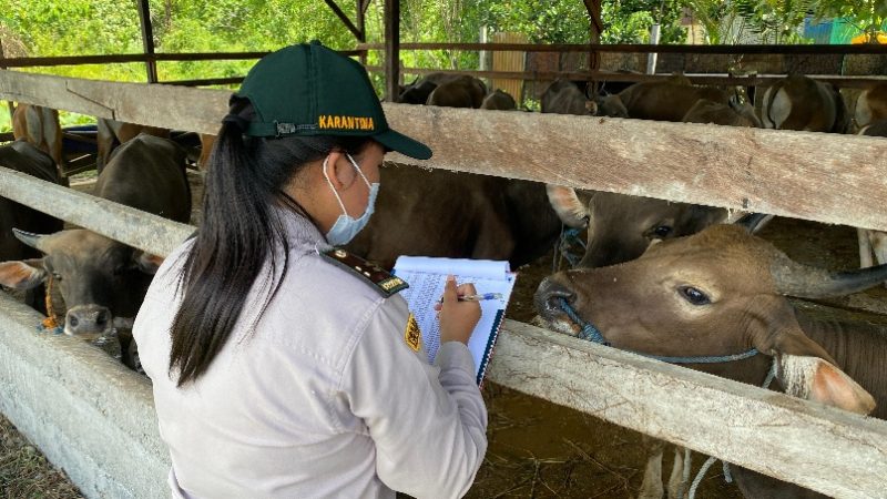 Jelang Idhul Adha, Karantina Papua Tengah Perketat Pengawasan Hewan Kurban Masuk Timika
