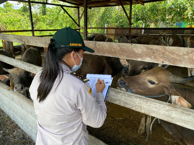 Jelang Idhul Adha, Karantina Papua Tengah Perketat Pengawasan Hewan Kurban Masuk Timika